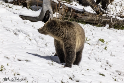Grizzly Snow YNP May 2025
